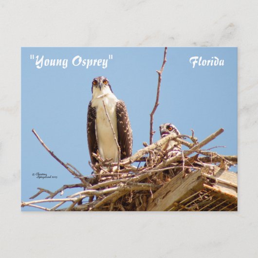 Ospreys Hawks Birds Postcard Postkarte (Vorderseite)