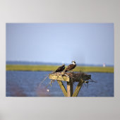 Ospreys im Nest-Foto Poster (Vorne)