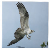 Ospreyvogel-Fliegen Fliese (Vorderseite)