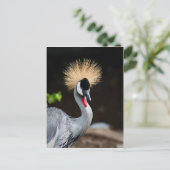 Ost-Afrikanischer Kranich Postkarte (Stehend Vorderseite)