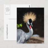 Ost-Afrikanischer Kranich Postkarte (Vorne/Hinten)