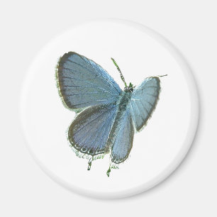 Ost-Angebundener blauer Schmetterling Magnet