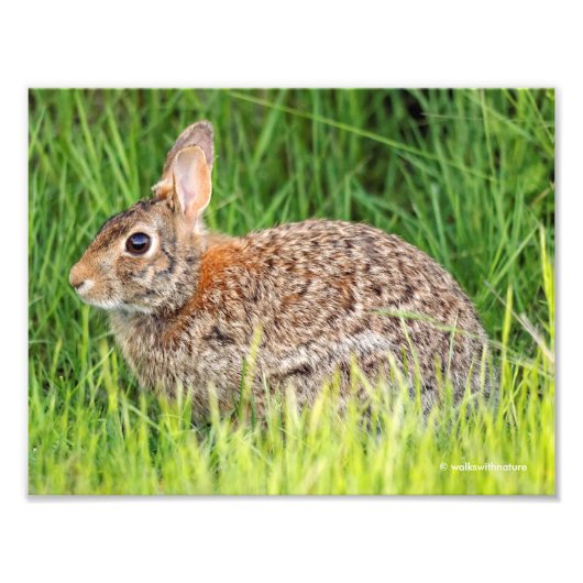 Ost-Cottontail-Kaninchen im langen Gras Fotodruck (Vorne)