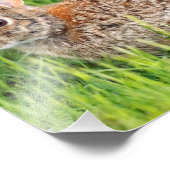 Ost-Cottontail-Kaninchen im langen Gras Fotodruck (Ecke)