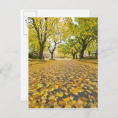 Ost im Herbst Straße und Baumblick Postkarte (Vorne/Hinten)