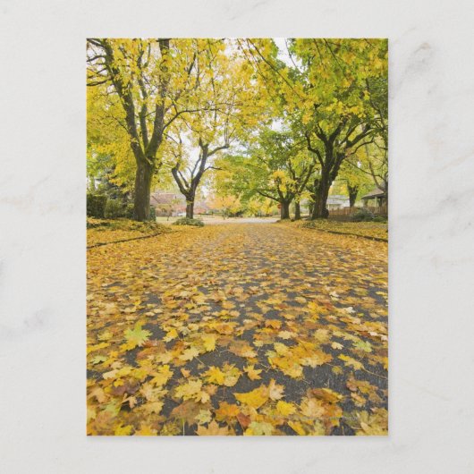 Ost im Herbst Straße und Baumblick Postkarte (Vorderseite)