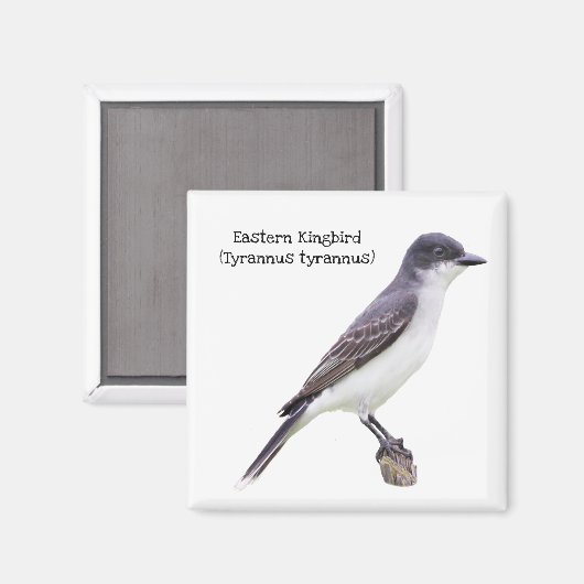 Ost-Kingbird Magnet (Vorderseite/Rückseite)