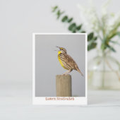 Ost-Meadlowlark Postkarte (Stehend Vorderseite)