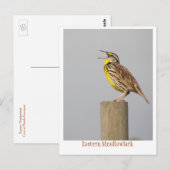 Ost-Meadlowlark Postkarte (Vorne/Hinten)
