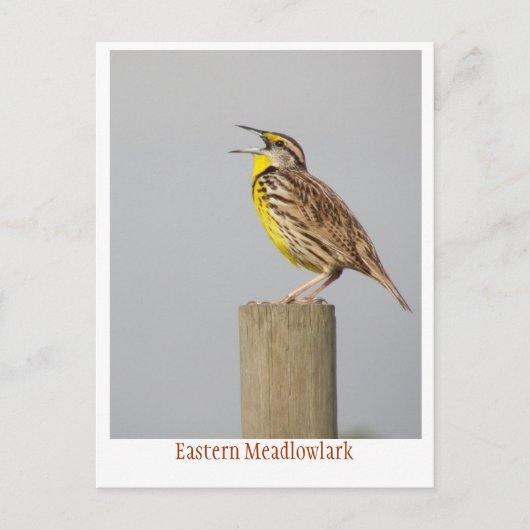 Ost-Meadlowlark Postkarte (Vorderseite)