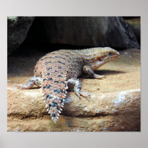 Ost-Pilbara-Spiny-Schwanz-Skink Poster