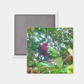 Ost-Rosella in Cotonou - Magnet (Vorderseite/Rückseite)