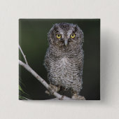 Ost-Schüssel, Megascops asio, Otus 2 Button (Vorderseite)