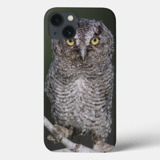 Ost-Schüssel, Megascops asio, Otus 2 Case-Mate iPhone Hülle (Rückseite)