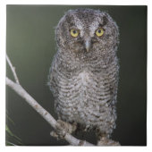 Ost-Schüssel, Megascops asio, Otus 2 Fliese (Vorderseite)