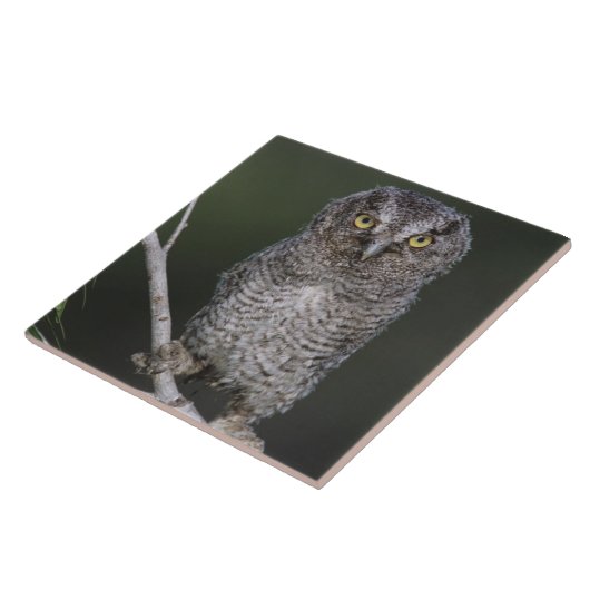 Ost-Schüssel, Megascops asio, Otus 2 Fliese (Seite)