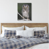 Ost-Schüssel, Megascops asio, Otus 2 Leinwanddruck (Insitu (Schlafzimmer))