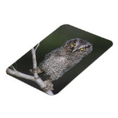 Ost-Schüssel, Megascops asio, Otus 2 Magnet (Linke Seite)