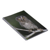 Ost-Schüssel, Megascops asio, Otus 2 Notizblock (Rechte Seite)