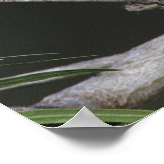 Ost-Schüssel, Megascops asio, Otus 2 Poster (Ecke)