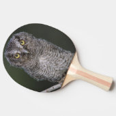 Ost-Schüssel, Megascops asio, Otus 2 Tischtennis Schläger (Seitenansicht)