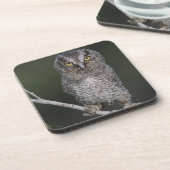 Ost-Schüssel, Megascops asio, Otus 2 Untersetzer (Linke Seite)