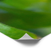 Ost-Tiger-Frack-Butterfly Poster (Ecke)