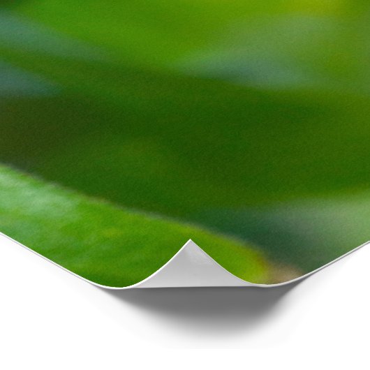 Ost-Tiger-Frack-Butterfly Poster (Ecke)