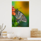 Ost-Tiger-Frack-Butterfly Poster (Küche)