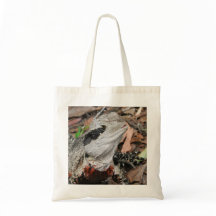 Ostaustralischer Wasser-Drache