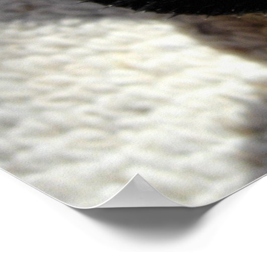 Ostbartdrache - Pogona barbata Poster (Ecke)