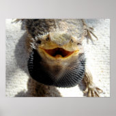 Ostbartdrache - Pogona barbata Poster (Vorne)