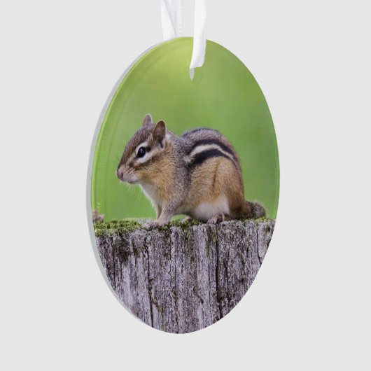 OstChipmunk Ornament (Vorderseite)