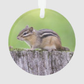OstChipmunk Ornament (Rückseite)