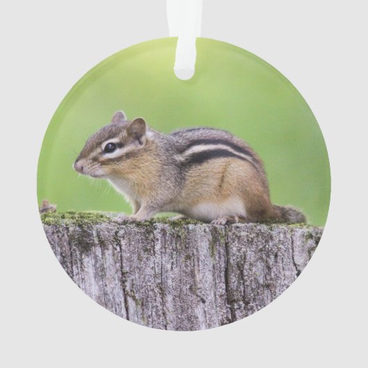 OstChipmunk Ornament (Rückseite)