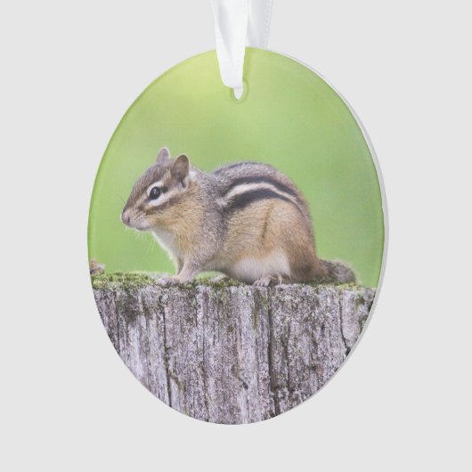 OstChipmunk Ornament (Vorderseite)