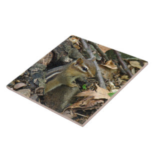 OstChipmunk - Tamias striatus Fliese