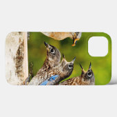 Ostdrossel Case-Mate iPhone Hülle (Rückseite (Horizontal))