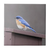 Ostdrossel Fliese (Vorderseite)