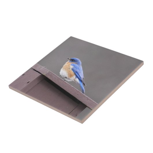 Ostdrossel Fliese (Seite)