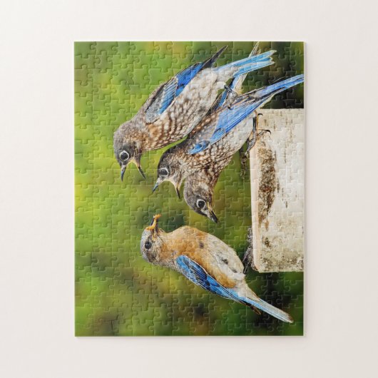 Ostdrossel Puzzle (Vertikal)