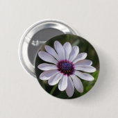 Osteospermum African Daisy Button (Vorne & Hinten)