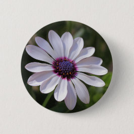 Osteospermum African Daisy Button