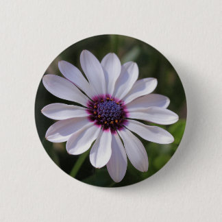 Osteospermum African Daisy Button