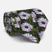 Osteospermum afrikanisches Gänseblümchen Krawatte (Gerollt)