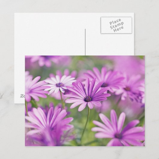 Osteospermum-Blume Postkarte (Vorne/Hinten)