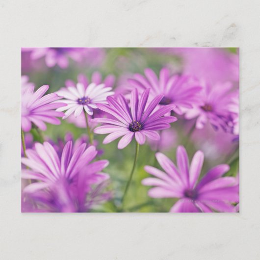 Osteospermum-Blume Postkarte (Vorderseite)