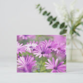 Osteospermum-Blume Postkarte (Stehend Vorderseite)