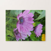 Osteospermum daisy puzzle (Horizontal)