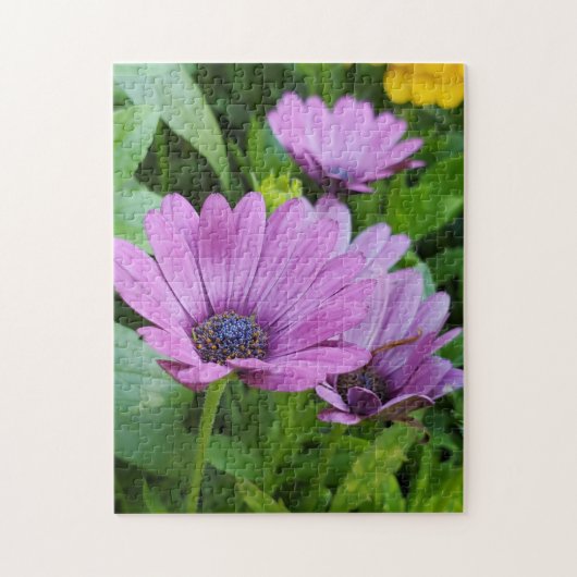 Osteospermum daisy puzzle (Vertikal)